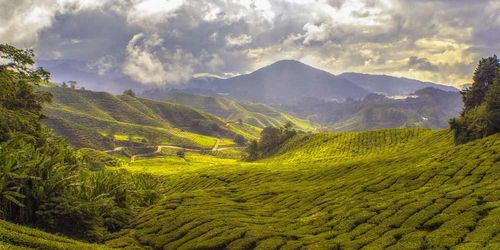 A beautiful farm valley located in the Malaysian peninsula along the Cameron Highlands